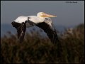 _0SB9806 american white pelican